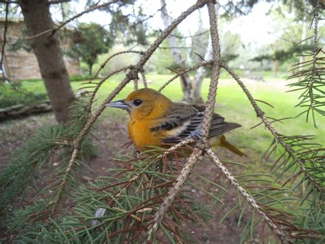 How To Identify Baby Orioles And Juvenile Orioles Birds And Blooms