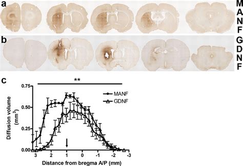 Mesencephalic Astrocyte Derived Neurotrophic Factor Is Neurorestorative In Rat Model Of