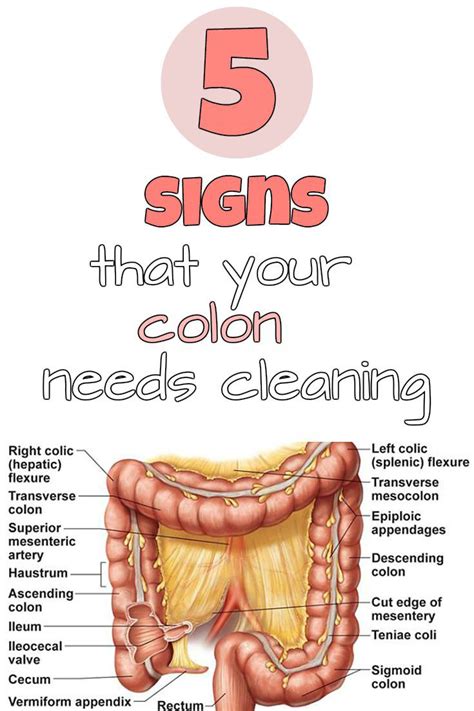 5 Signs That Your Colon Needs Cleaning Colon