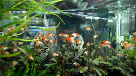 Gambar Aquarium Mini Ikan Hias Radea