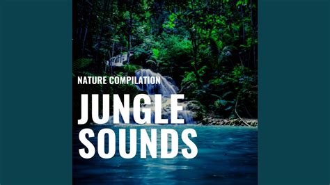 Rainforest Sounds Youtube