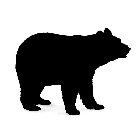 Polar Bear Brown Bear American Black Bear Vector Graphics Png