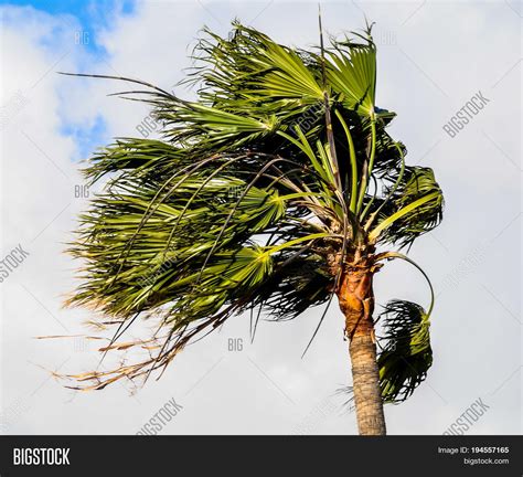 Palm Tree Blowing Wind Image And Photo Free Trial Bigstock
