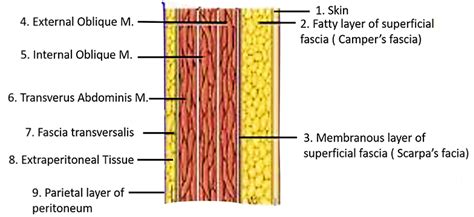 Abdominal Wall Anatomy Layers Solved The Image Shows A The Series Of