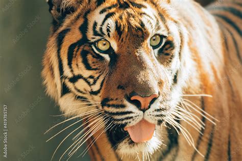 Sumatran Tiger Panthera Tigris Sumatrae Rare Tiger Subspecies That