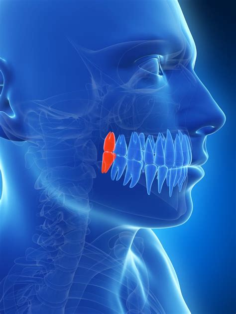 Oral Surgery And Wisdom Teeth Prescott Az Mangum Dental