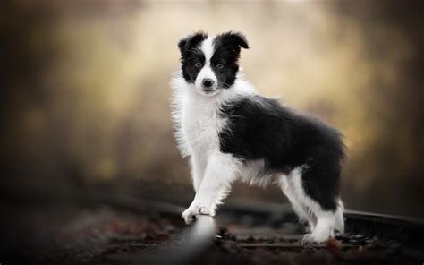 Download Wallpapers Border Collie Puppy Bokeh Railway Cute Animals