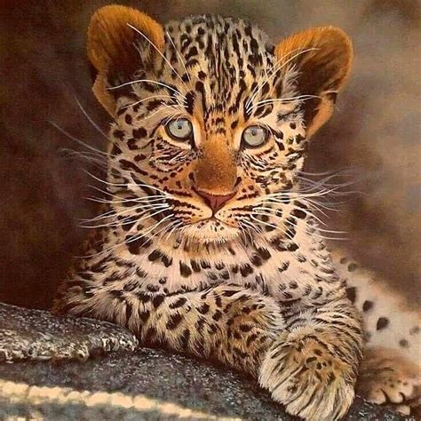 Pin By Michael Lo On Felinos Wild Cats Baby Animals Super Cute