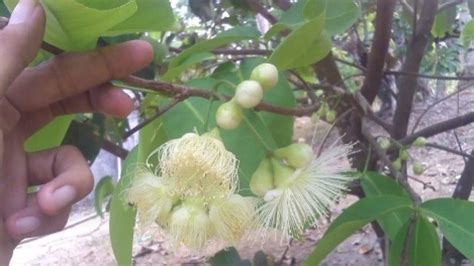 Jambu kristal salah satu hasil percobaan pengembangan dari jambu biji. Cara Mengatasi Jambu Kristal Busuk - Cara Stek Jambu ...