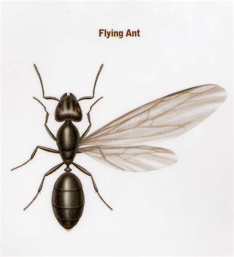 We did not find results for: Amy Kukta: Flying Ant Wings