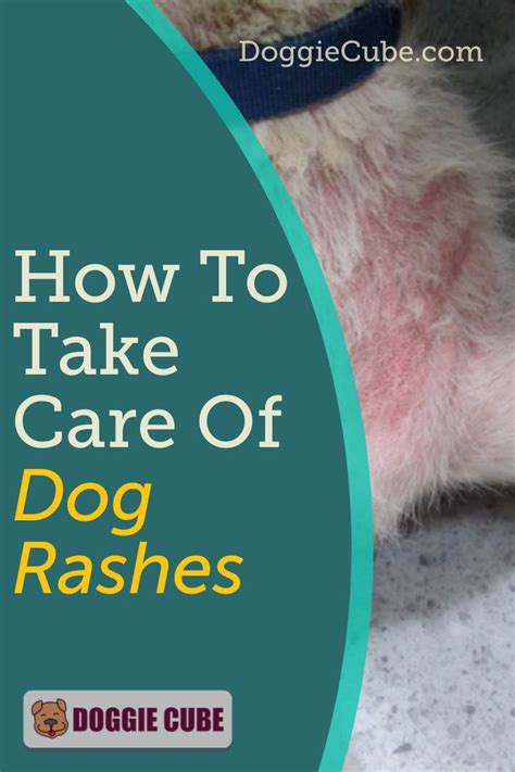 Dog Itchy Skin Remedy Dog Dry Skin Sore Skin Itchy Dog Dog Paw