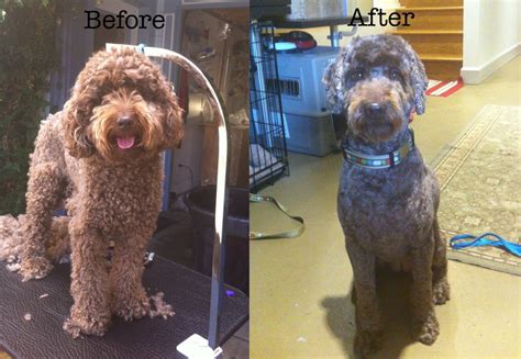 Below is a pinterest friendly photo…. labradoodle before and after - Yelp