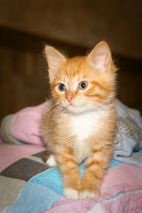 Tabby Ginger Kitten Stock Photo Image Of Young Ginger 83940696