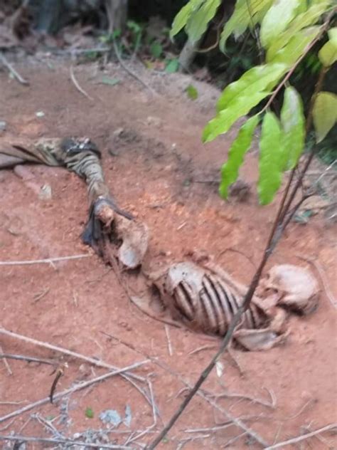 Skeletal Remains Of Human Found In Marudi Backdam Inews Guyana