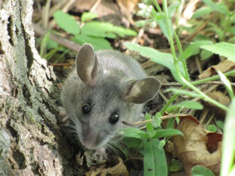 Mice Are Shrinking But Are Climate Change And Cities To Blame