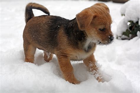 Free Images Snow Winter Puppy Animal Cute Canine Pet Young