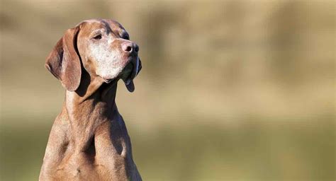 Longest Living Dog Breeds Do You Know Who Comes Out On Top