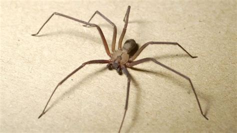 Brown Recluse Spider Youtube