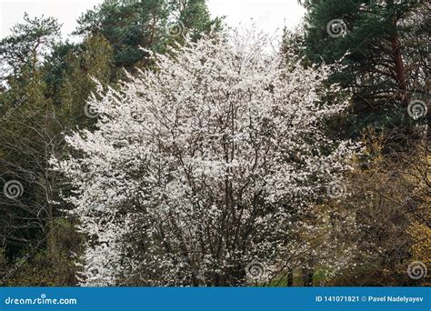 Blossoming Tree Spring Time With White Beautiful Flowers Stock Image