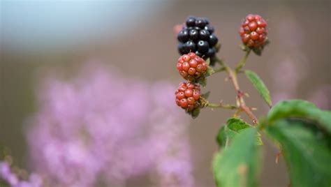 Check spelling or type a new query. Comment se débarrasser naturellement des ronces ? | Astuce ...