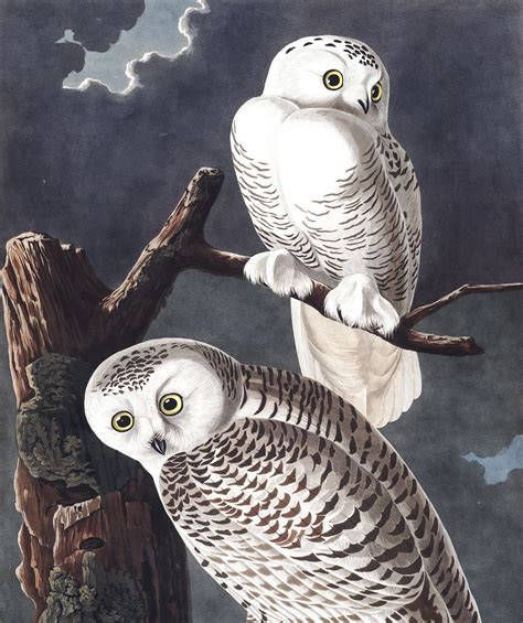 Snowy Owl | John James Audubon's Birds of America