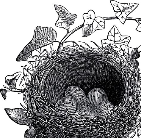 I love the ivy leaves that are growing along the edge of the nest! Antique Bird Nest Illustration - The Graphics Fairy