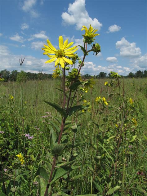 Now Showing Near You: Wildflowers: August 11, 2011 - Prairie ...