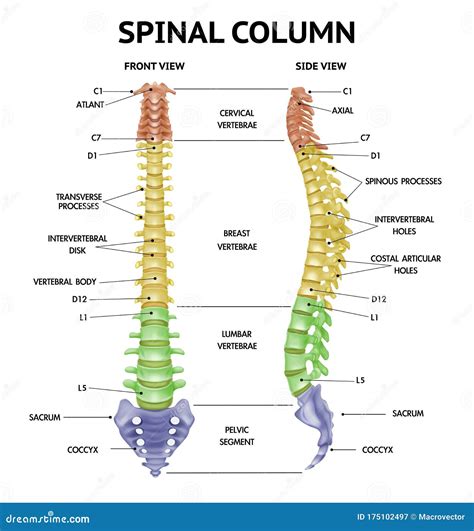 Human Spine Anatomy Chart