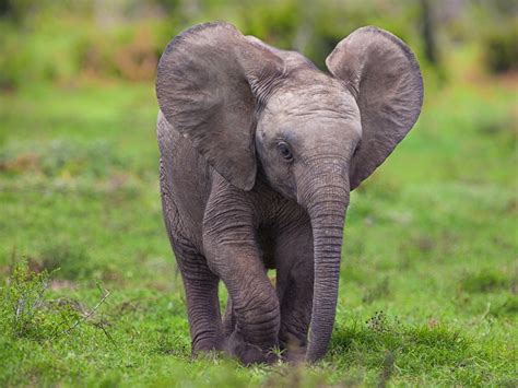 Baby Elephant Front View