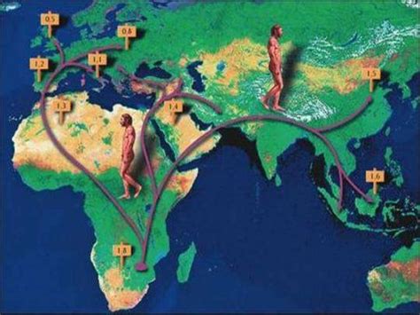 Homo Erectus Asia Early Humans Homos Ancient History Hawaii