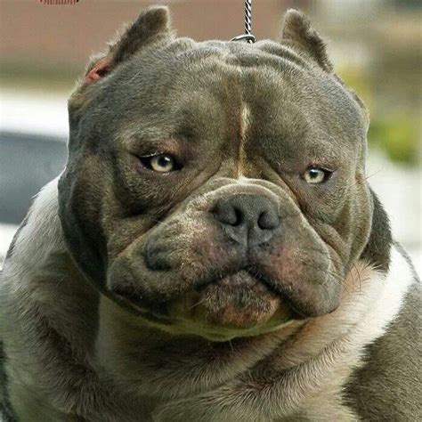 24 Best Images About Badass Pitbulls On Pinterest Puppys