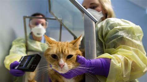 Feline Hyperthyroidism Cats Go Radioactive To Survive Mystery Disease