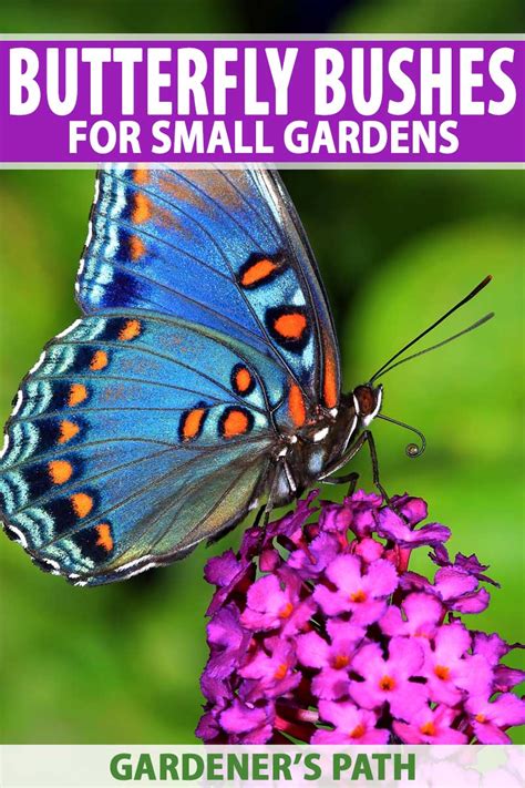 Best 6 Perennial Bushes To Attract Butterflies Gardeners Path