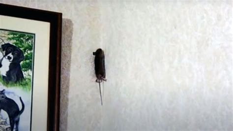 Maybe you would like to learn more about one of these? Can Mice Climb Walls? (and Other Common Surfaces)