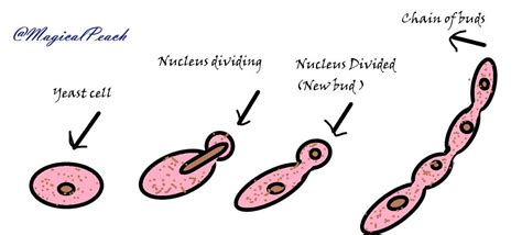 Define Asexual Reproduction Name The Different Types Of Asexual