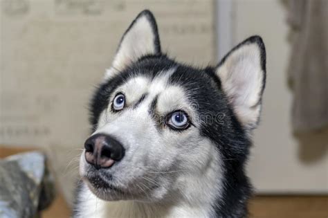 Portrait Beautiful Siberian Husky Dog Blue Eyed Husky Dog Looks