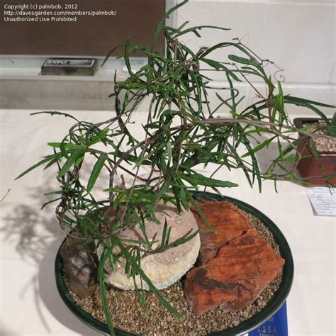 Actually succulent forms of the passifloraceae or passion flower family, many adenias form thick stems which endear them to caudiciform plant lovers. PlantFiles Pictures: Adenia Species (Adenia stenodactyla ...
