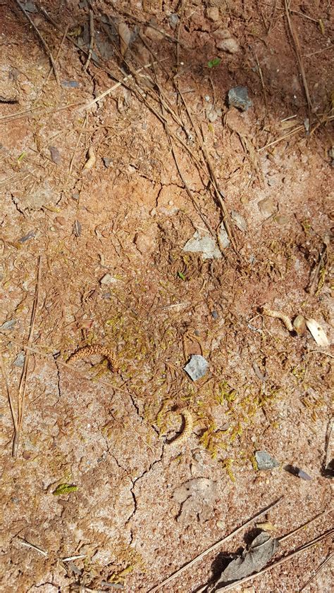 Georgia South Red Clay Dirt Soil Nutrient Rich Soil Retains Etsy