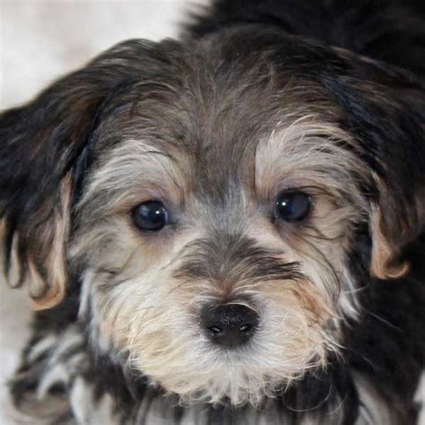 Petland florida has top quality puppies from the top 2% usda breeders available for purchase. Morkie Puppy for Sale in Boca Raton, South Florida.