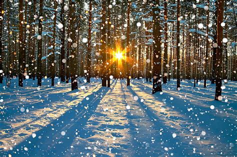 1080p Free Download Winter Sunrise Forest Sun Glow Rays Snow