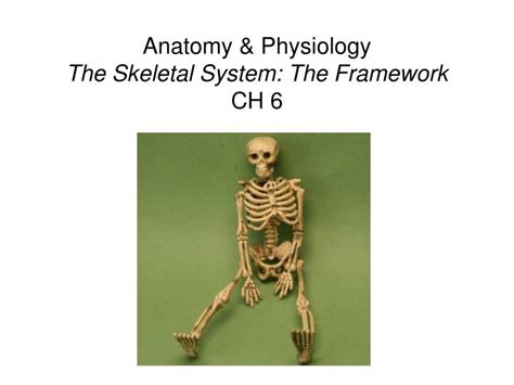 Ppt Anatomy And Physiology The Skeletal System The Framework Ch 6