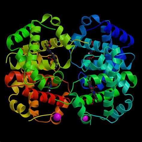 Structure Of Hemoglobin The Protein That Carries Oxygen Through The