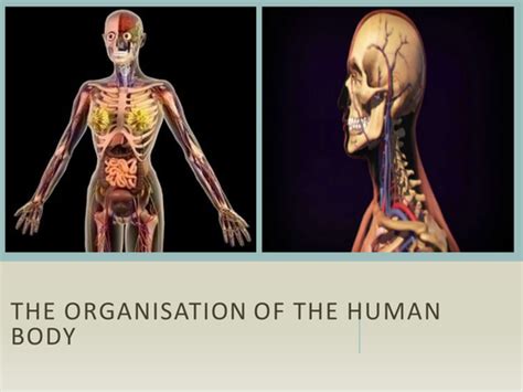 The Organisation Of The Human Body Teaching Resources