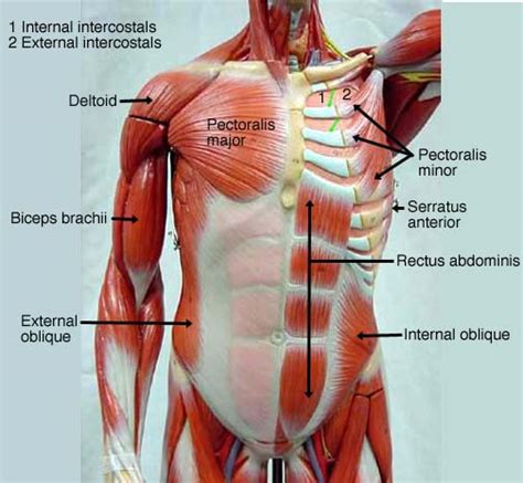 Male Chest Muscles Diagram Muscle Detailing The Chest Workout For