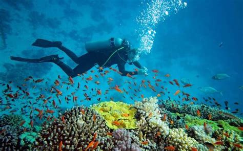 Go Scuba Diving In Andaman At These 15 Unexplored Sites In 2023