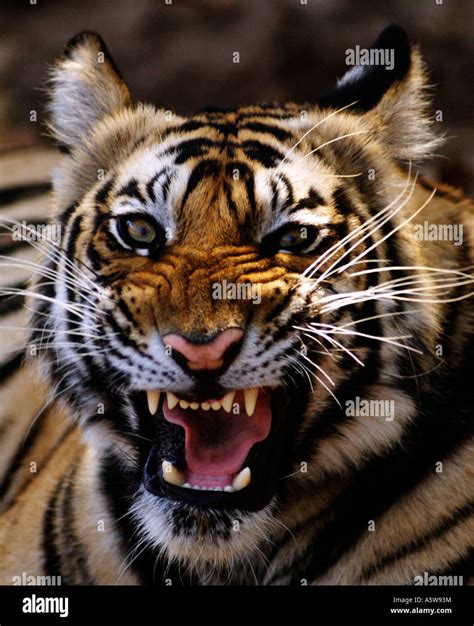 Tiger Teeth