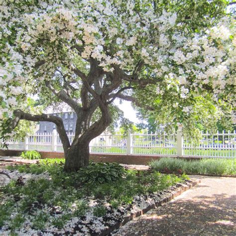 Prefers rich soils but can tolerate a wide range of soil and light conditions. A Day in Portsmouth, New Hampshire | Flowering trees ...