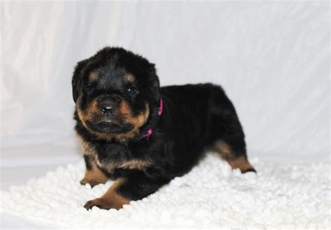Looking for free rottweiler puppies? Chloe - A Female AKC Rottweiler Puppy for Sale in Grabill ...