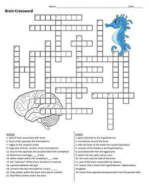 Use our crossword puzzle maker to create your own crossword puzzle with custom words and clues to quiz kids on vocabulary, reading comprehension the answer word should be at the beginning of each line followed by a comma, and then followed by the word's clue. Brain Anatomy Crossword
