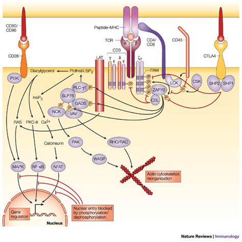 Overview Of Signal Transduction During T Cell Activation Upon Tcr And